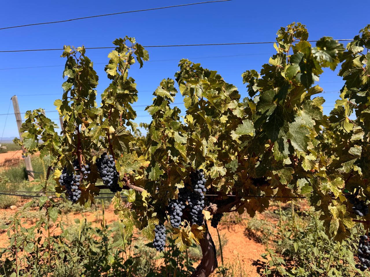 Sonora mantiene el primer lugar en producción de uva de mesa en México 